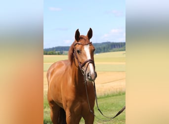 Quel est le caractère du cheval holsteiner
