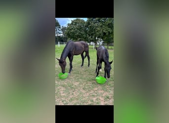 Quels sont les caractéristiques et avantages du hanovrien