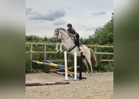Pourquoi le KWPN est-il le cheval de sport préféré des amateurs d&rsquo;équitation