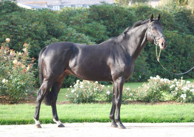 Tout savoir sur le pur-sang anglais : origine, caractéristiques et élevage