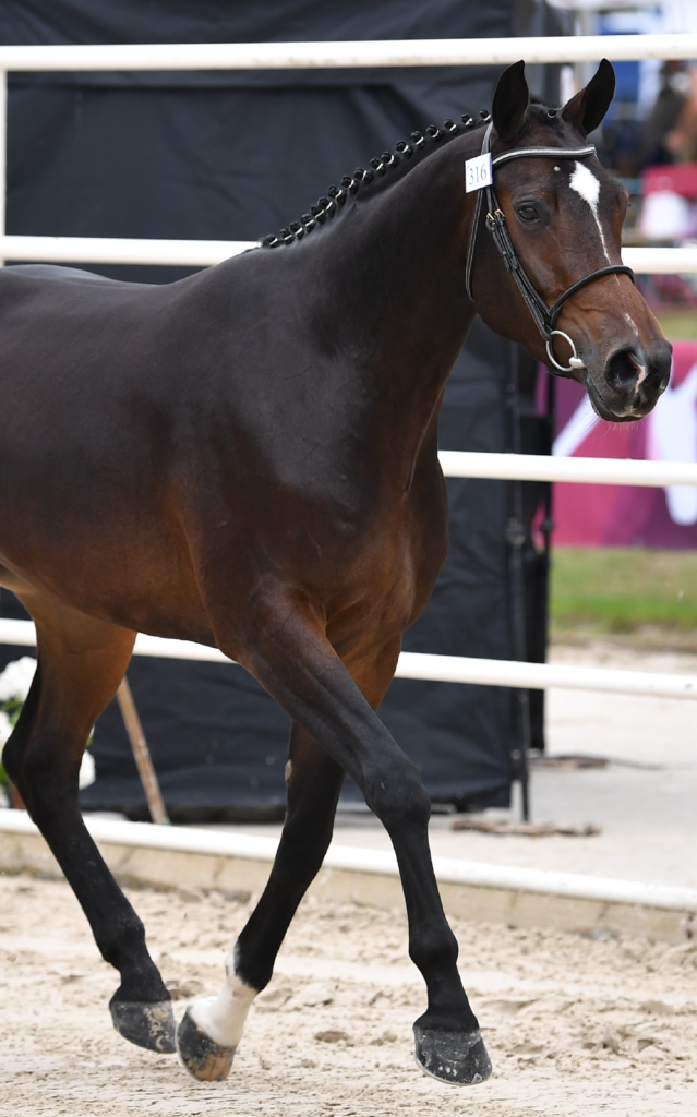 Quel est le rôle du selle français dans l&rsquo;élevage équin moderne