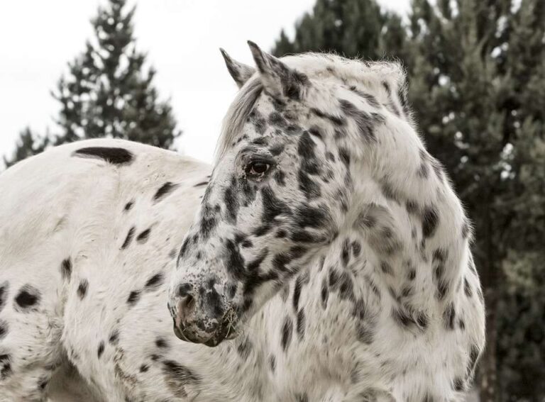 Tout savoir sur l&rsquo;appaloosa, le cheval aux tâches uniques