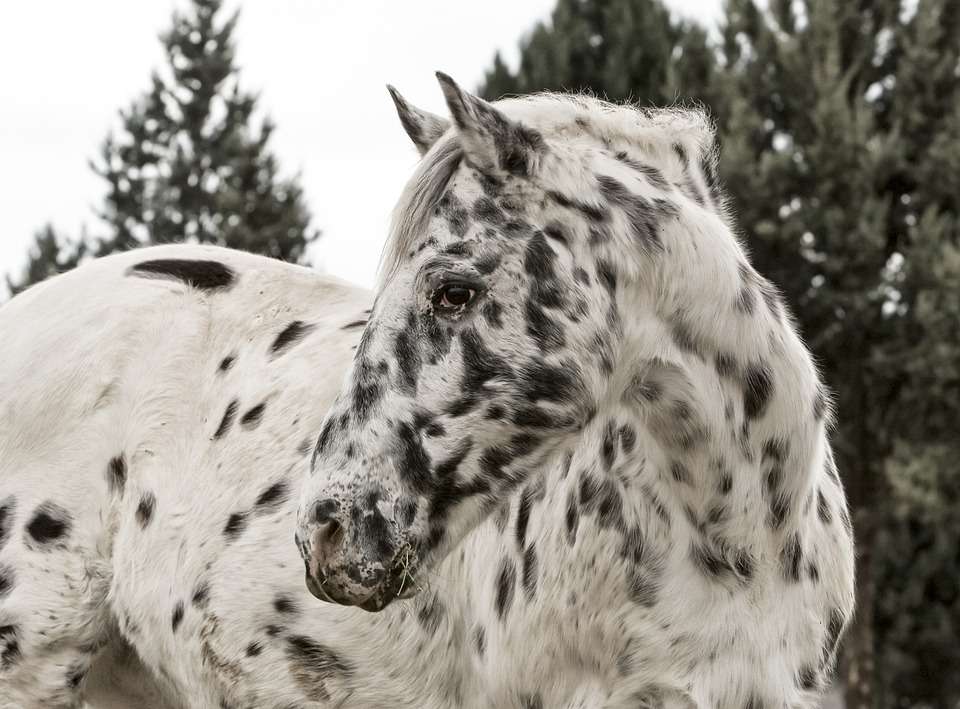 Tout savoir sur l&rsquo;appaloosa, le cheval aux tâches uniques