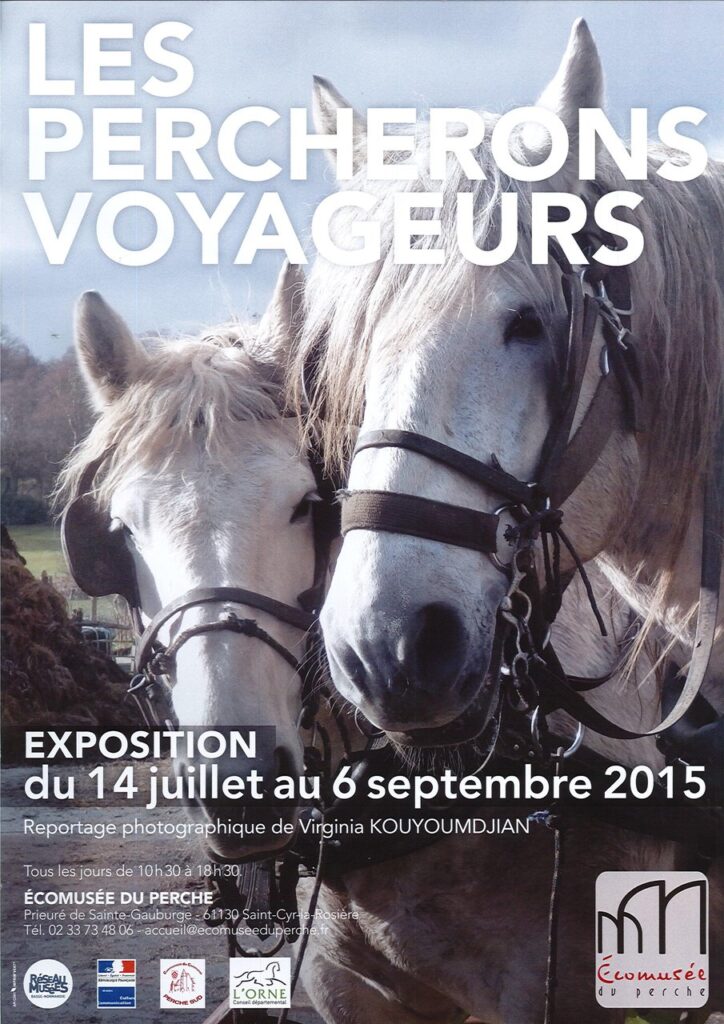 Tout savoir sur le cheval percheron : histoire, caractéristiques et usage