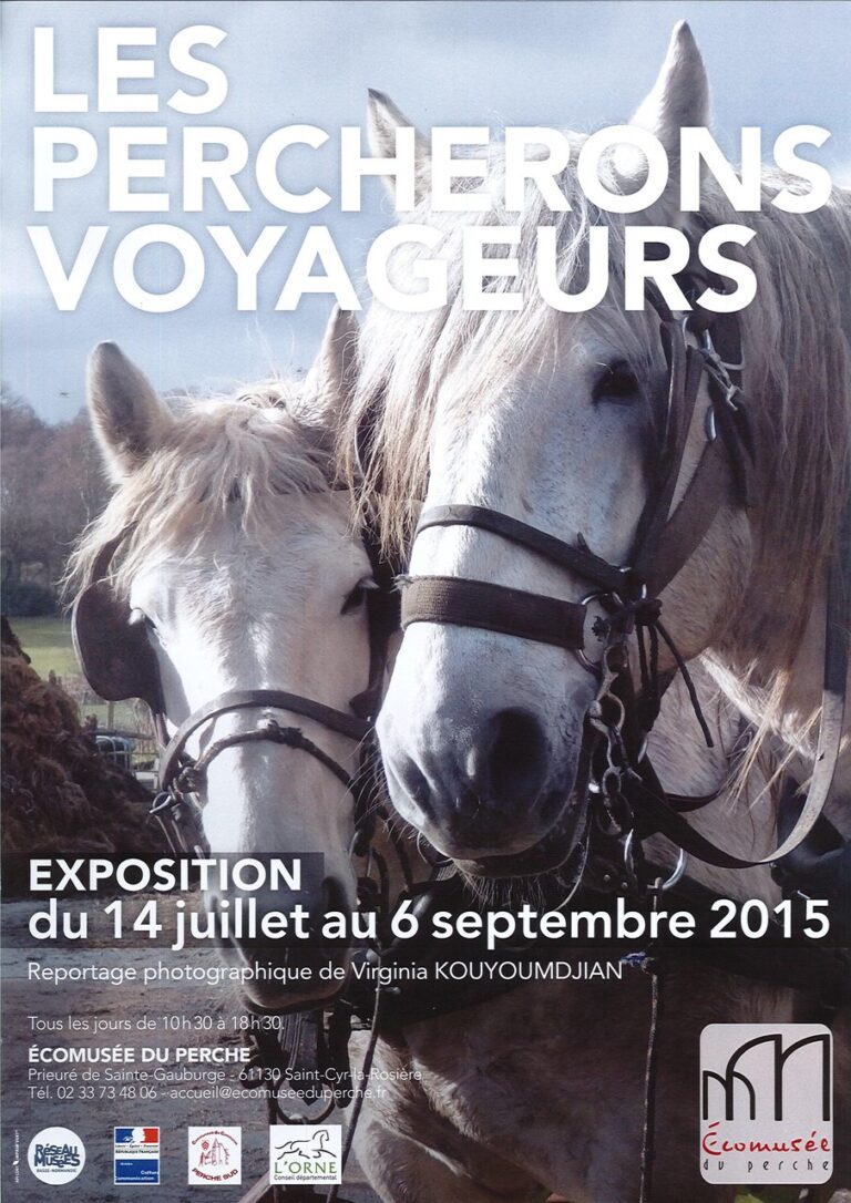 Tout savoir sur le cheval percheron : histoire, caractéristiques et usage