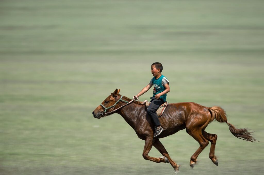 Dutch Harness : fiche complete, disciplines FFE et conseils