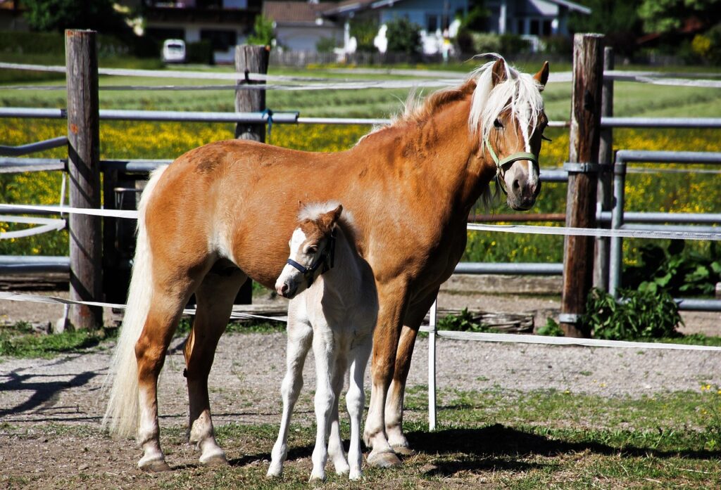 Haflinger : fiche complete, disciplines FFE et conseils