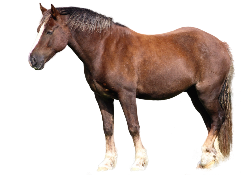 Le Icelandic – guide complet pour cavaliers FFE