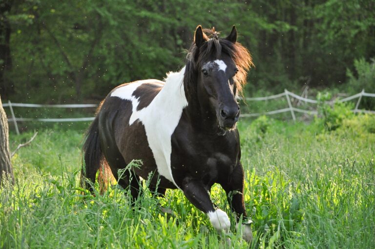 Pinto : fiche complete, disciplines FFE et conseils