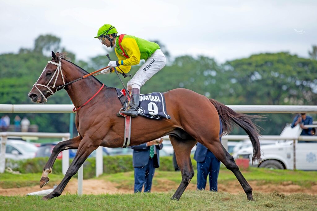 Équitation CSO Pro 1 : Axelle Borel continue sa série victorieuse à Dinard