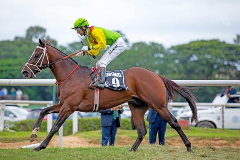 Équitation CSO Pro 1 : Axelle Borel continue sa série victorieuse à Dinard