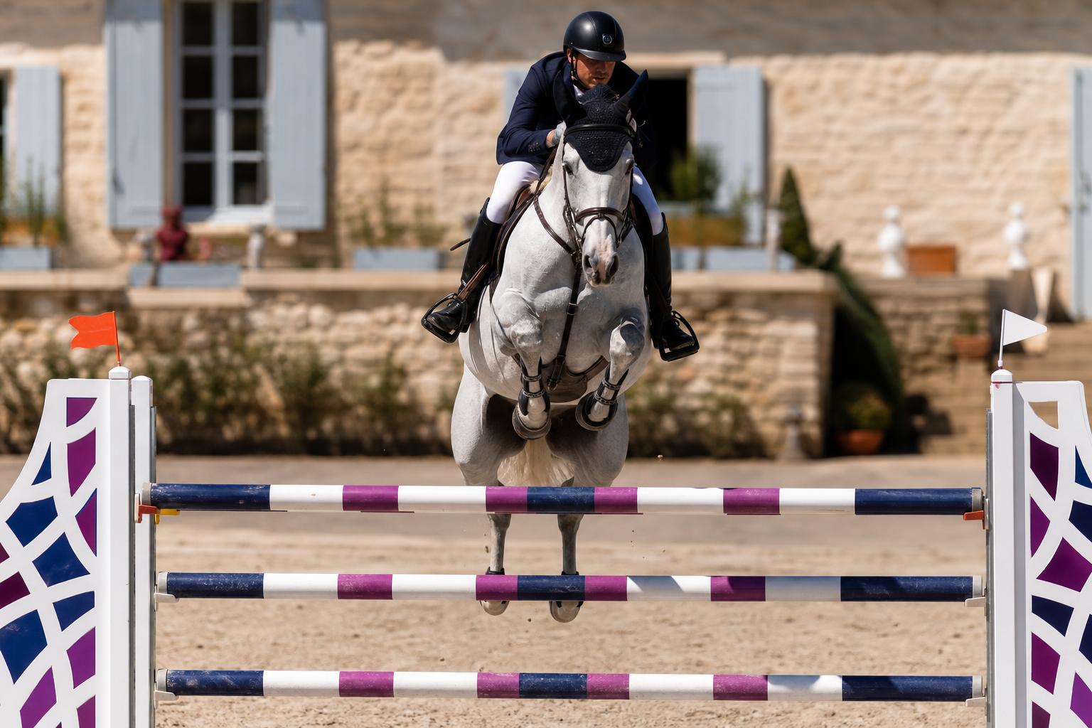 Cheval gris franchissant un obstacle de saut, discipline équestre la plus pratiquée