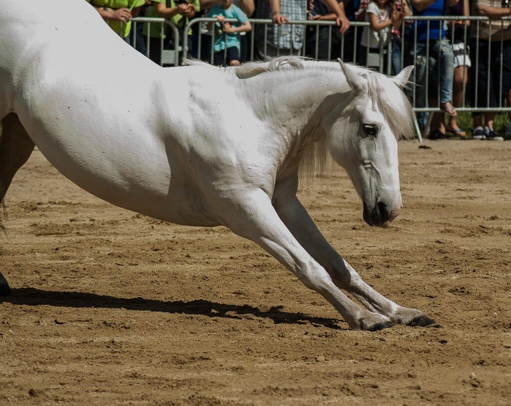 Équitation : Le Boulerie Master Dressage illumine ce week-end le Pôle européen du cheval