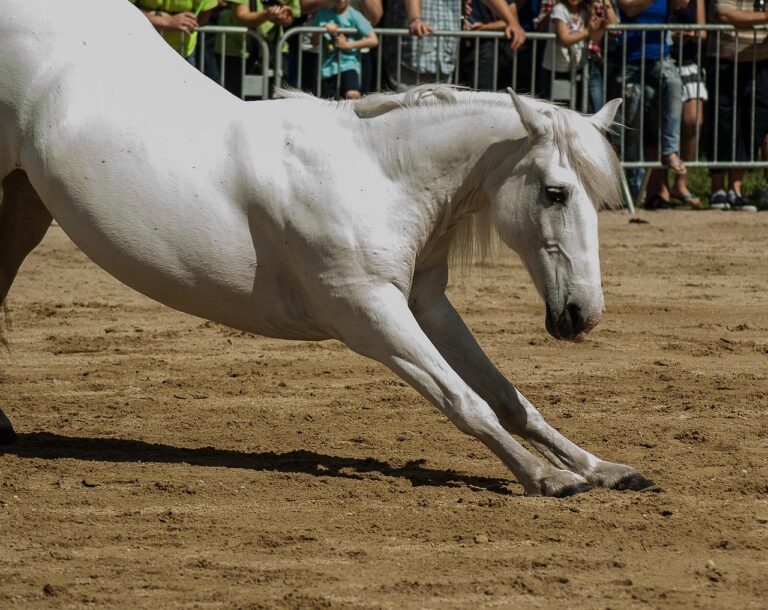 Équitation : Le Boulerie Master Dressage illumine ce week-end le Pôle européen du cheval