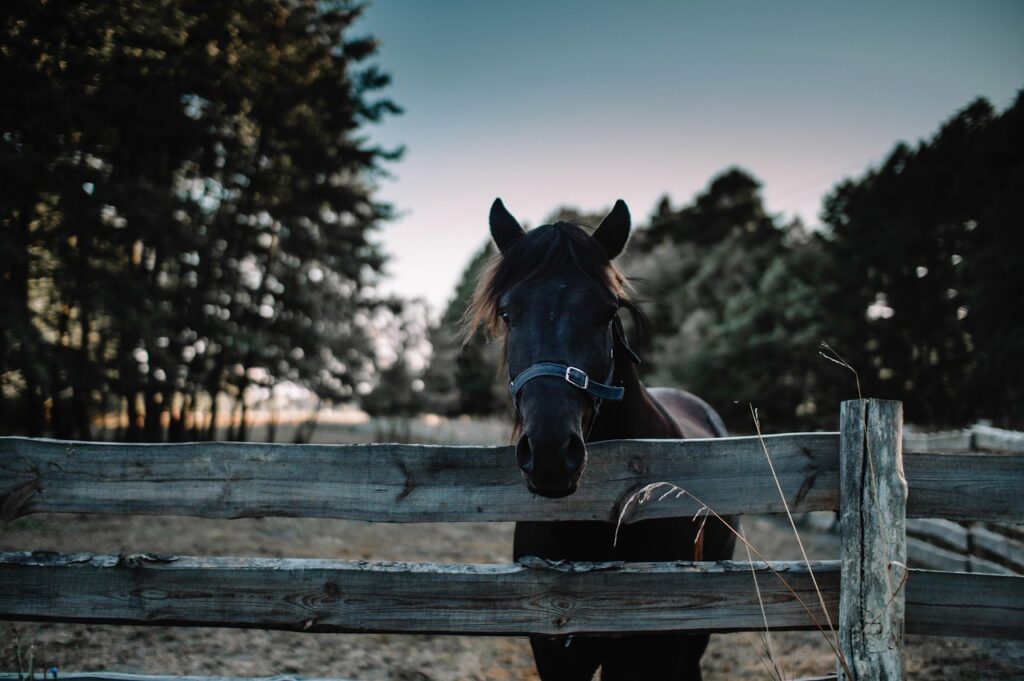 Équitation : La Baule accueille l&rsquo;élite mondiale des cavaliers