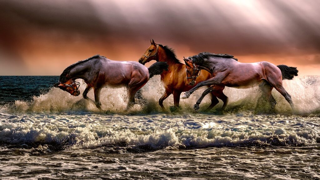 Équitation : une métamorphose spectaculaire aux Écuries d’Olgy pour en faire un lieu d’excellence reconnu
