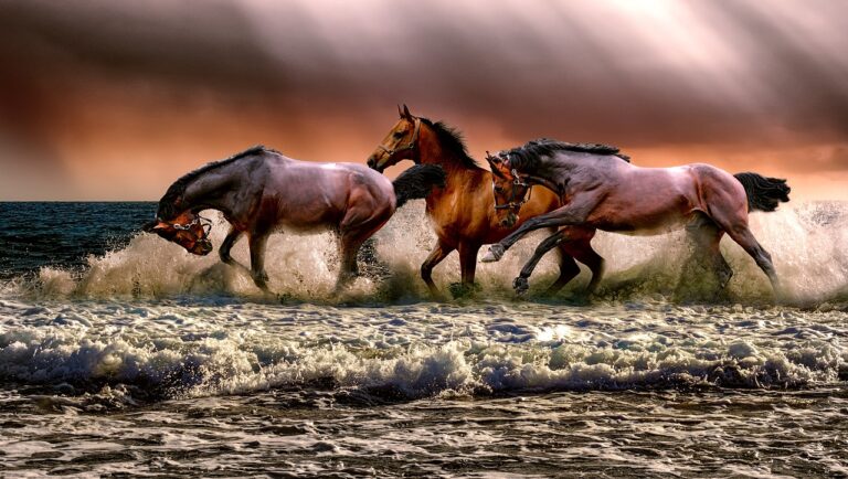 Équitation : une métamorphose spectaculaire aux Écuries d’Olgy pour en faire un lieu d’excellence reconnu