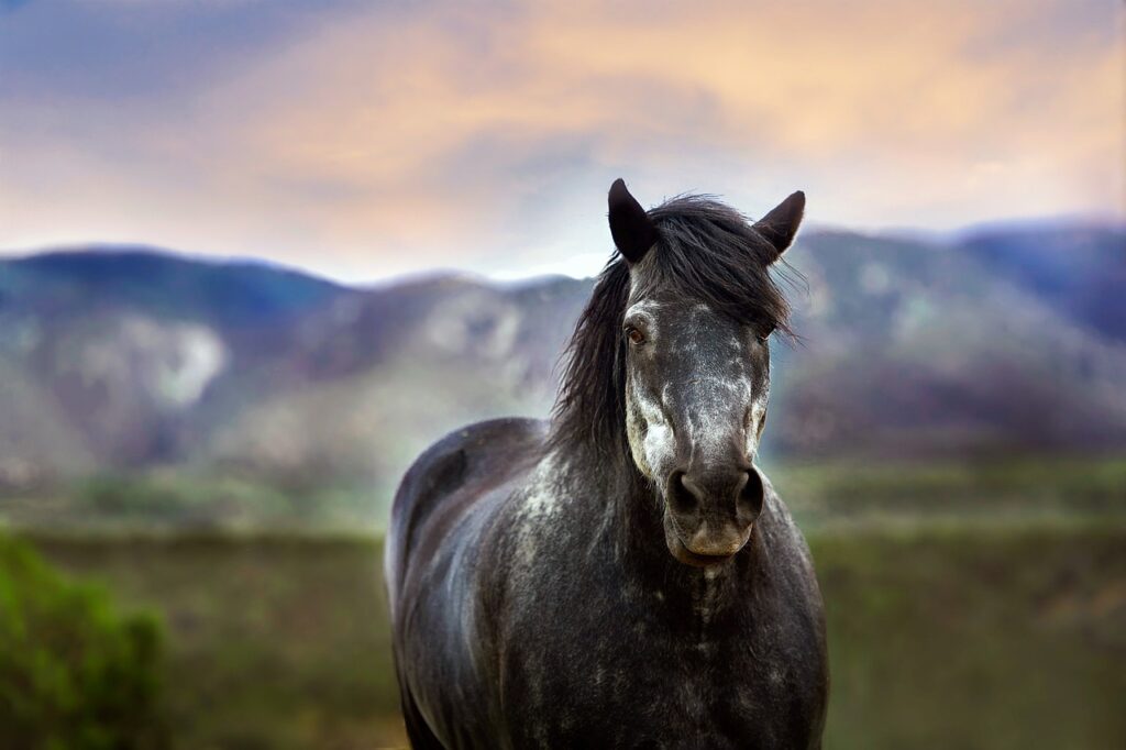 Équitation pour tous : au pôle hippique de Saint-Lô, grands et petits rivalisent dans cinq disciplines
