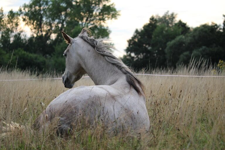 Endurance : le secret du pur-sang arabe qui domine toutes les autres races