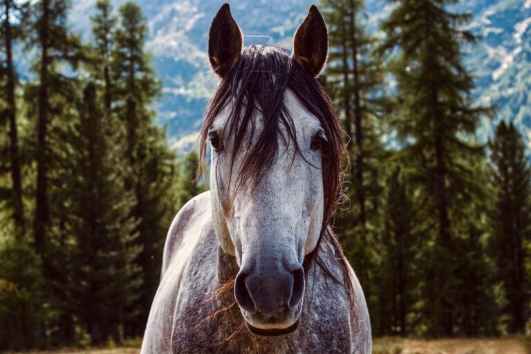 Le club Rulan Équitation de Trégastel brille aux championnats de France avec un panier de médailles