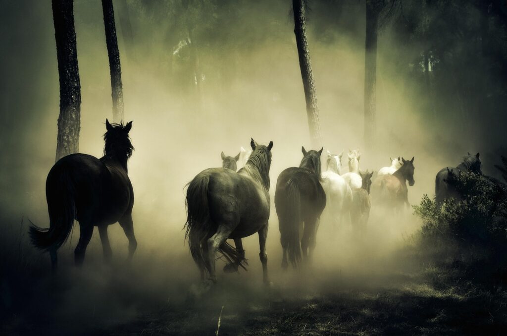 Plongez cet été dans l&rsquo;univers captivant de la culture équestre au cœur du haras de Vendée