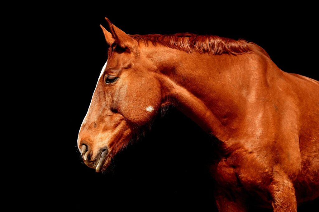 L’équitation au cœur de l’IME : un remède inattendu contre les troubles du comportement chez les enfants
