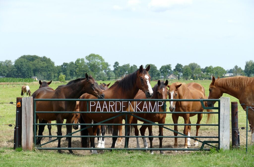 Lapeyrouse-Fossat : Découvrez les stages d’équitation aux Écuries des Mûriers pour tous les cavaliers