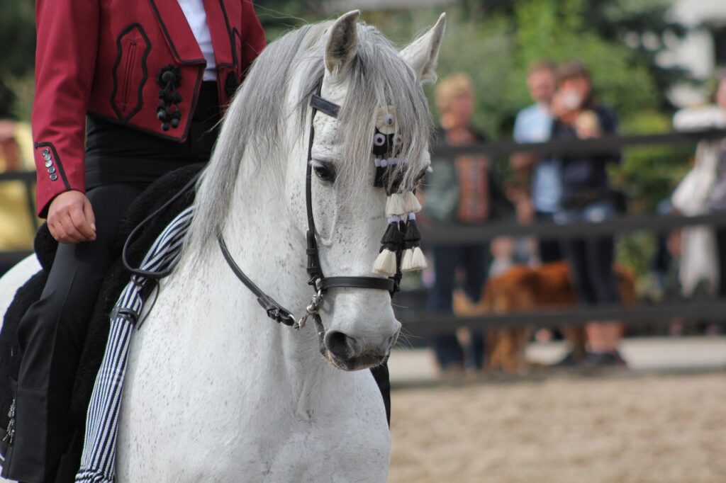 Le débourrage du cheval : guide complet des étapes essentielles et méthodes efficaces pour bien commencer