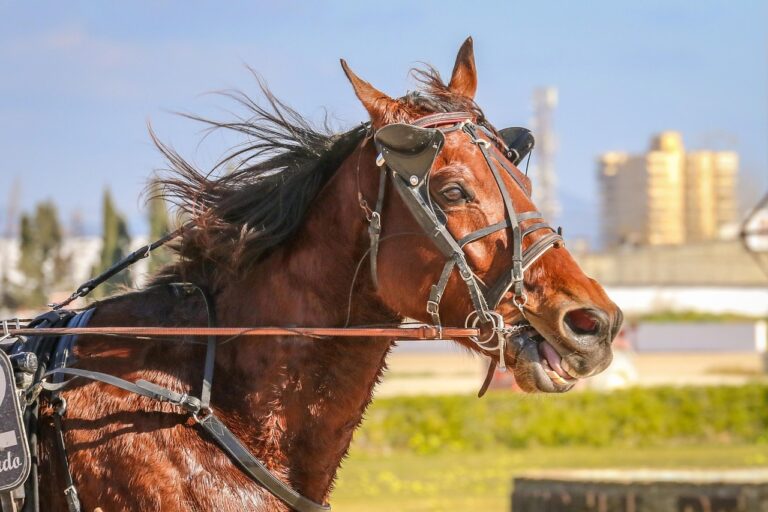 Équitation : Le Club Hippique Niortais s&rsquo;illustre avec éclat à l&rsquo;Open de France poneys