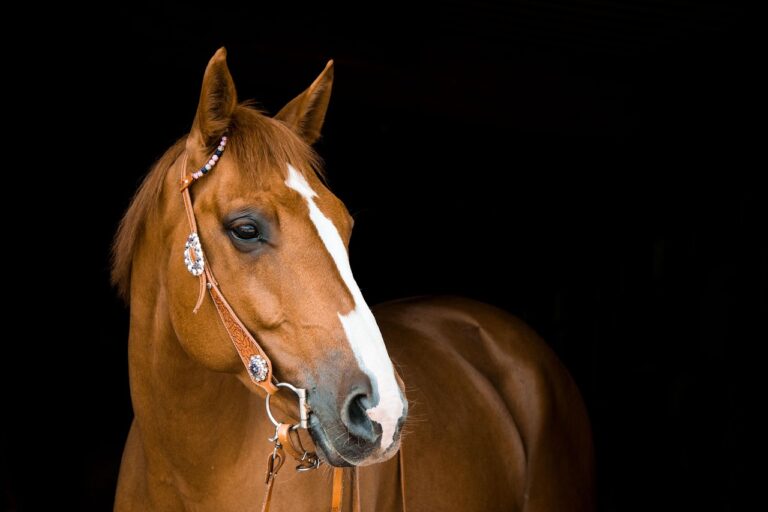 Équitation – Découvrez la passion équestre à travers notre page 2