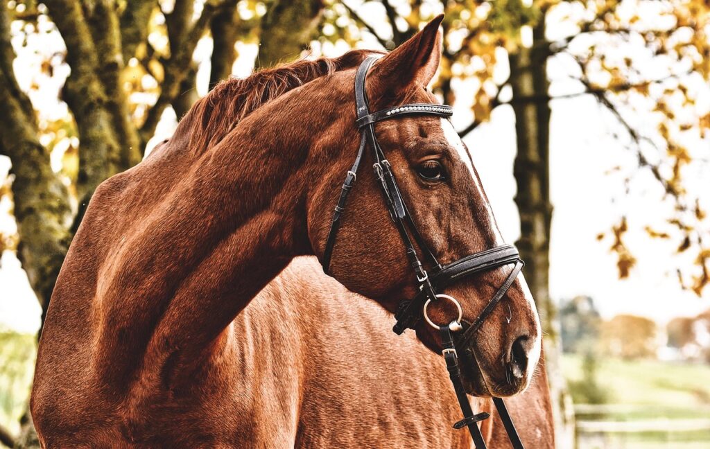 Équitation : Faustine Laferrerie brille de mille feux au CSI 2* de Notre-Dame-d’Estrées