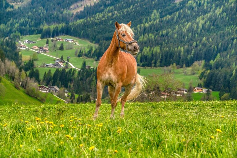 Équitation : Le Mexicain Alberto Sanchez-Cozar s’empare de la troisième place au Derby de Dinard avec son cheval