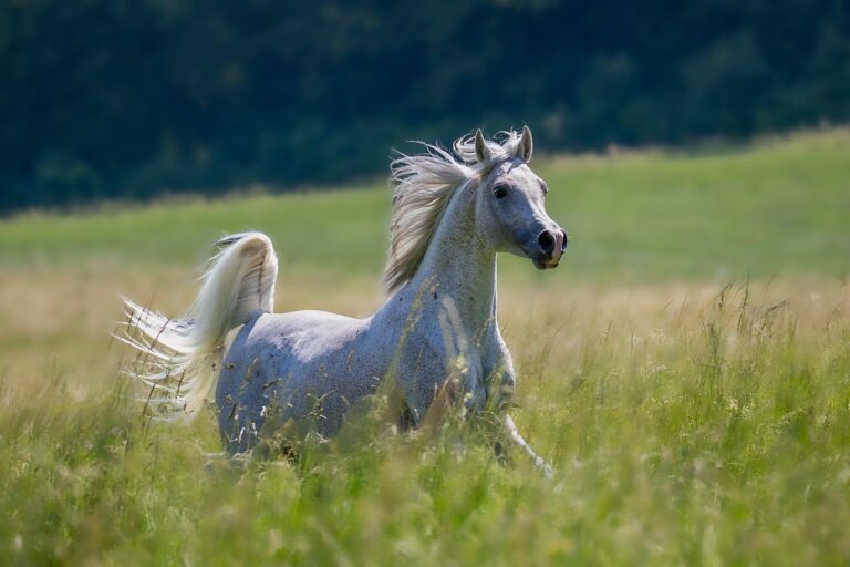 Équitation : Le Club Hippique Niortais brille et achève en apothéose les championnats de France Club