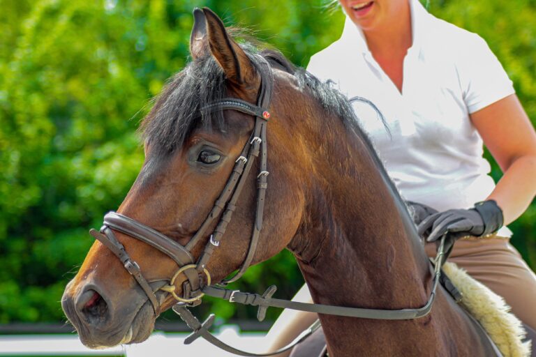 À 18 ans, ce cheval sacré champion du monde défie le temps : les secrets de sa longévité exceptionnelle
