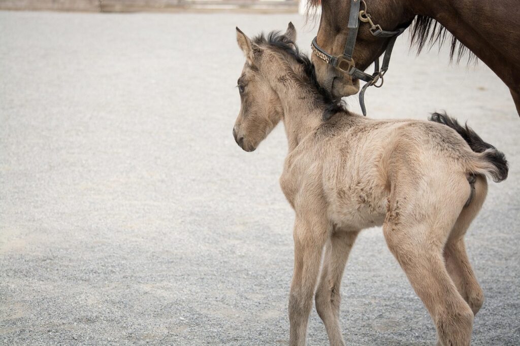 Découvrez les meilleurs clubs de poneys près de chez vous : l&rsquo;annuaire complet par département