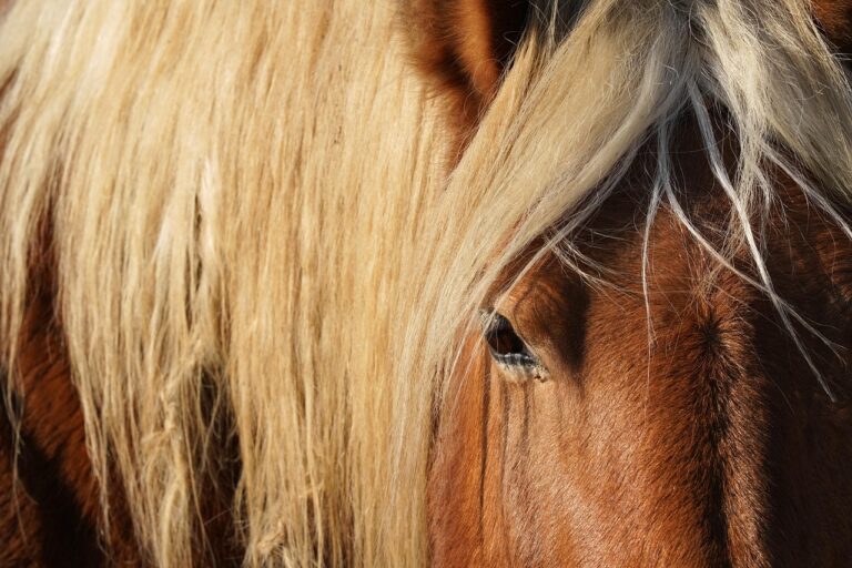 Équitation : « Un tremplin idéal pour la suite » – Les premières stars dévoilées du Mondial