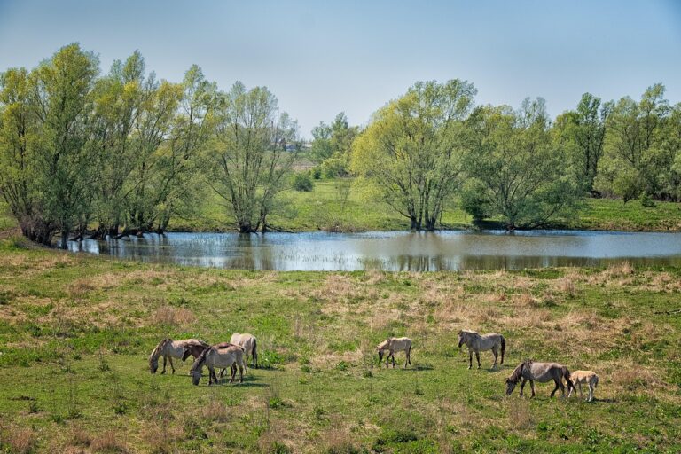 Le Haras du Pin : un week-end féérique pour les jeunes cavaliers et leurs poneys
