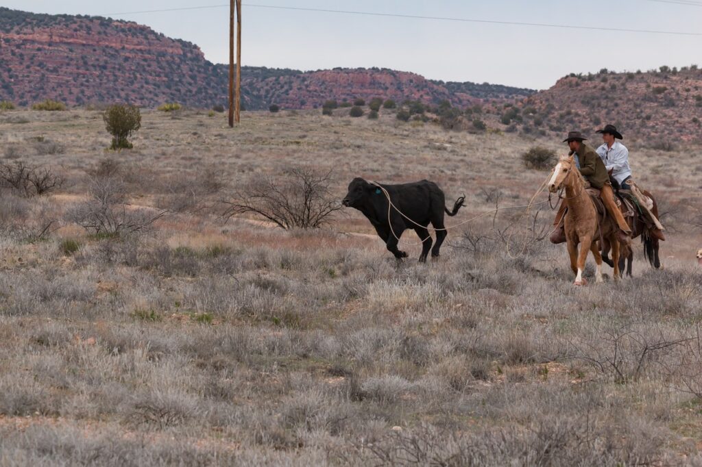 Découvrez l&rsquo;équitation western : un spectacle à ne pas manquer au ranch de Sommesous le 12 septembre