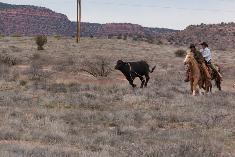 Découvrez l&rsquo;équitation western : un spectacle à ne pas manquer au ranch de Sommesous le 12 septembre